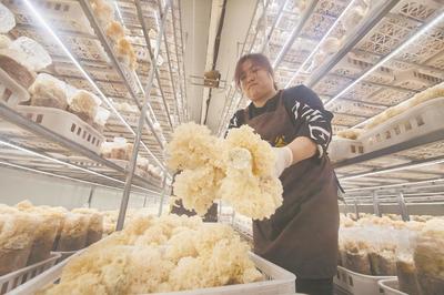 繡球菌喜獲豐收 鄉村振興路上的“白色珍珠”